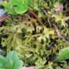 Iceland Sea Moss Gourmet Organic