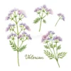 Herbal tea Valeriana, Original Herbs, 50 g