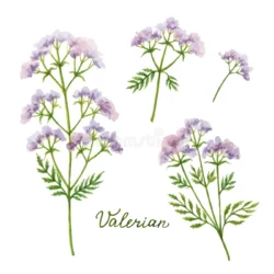 Herbal tea Valeriana, Original Herbs, 50 g