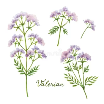Herbal tea Valeriana, Original Herbs, 50 g