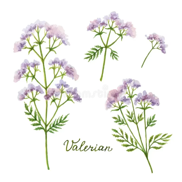 Herbal tea Valeriana, Original Herbs, 50 g